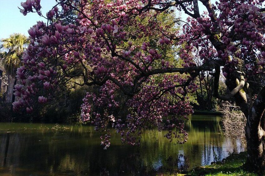 Ein Baum mit rosa Blüten an einem ruhigen See. 2