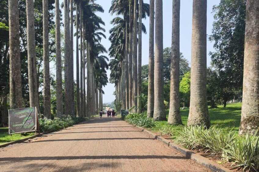 A pathway lined with tall palm trees. 5
