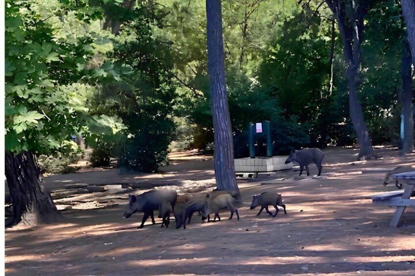 Kusadasi: Wild Nature Jeep Safari & Panoramic City Tour 2
