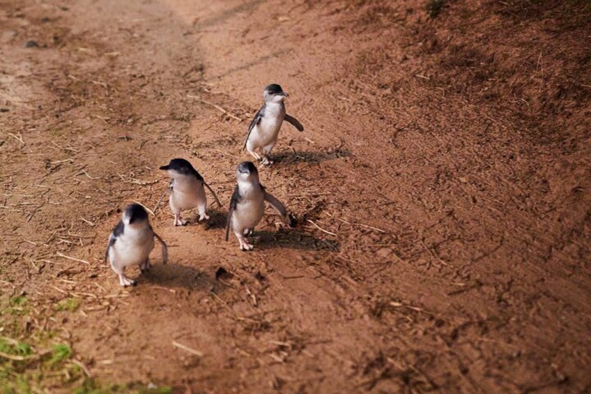 Nightly Penguin Parade 5