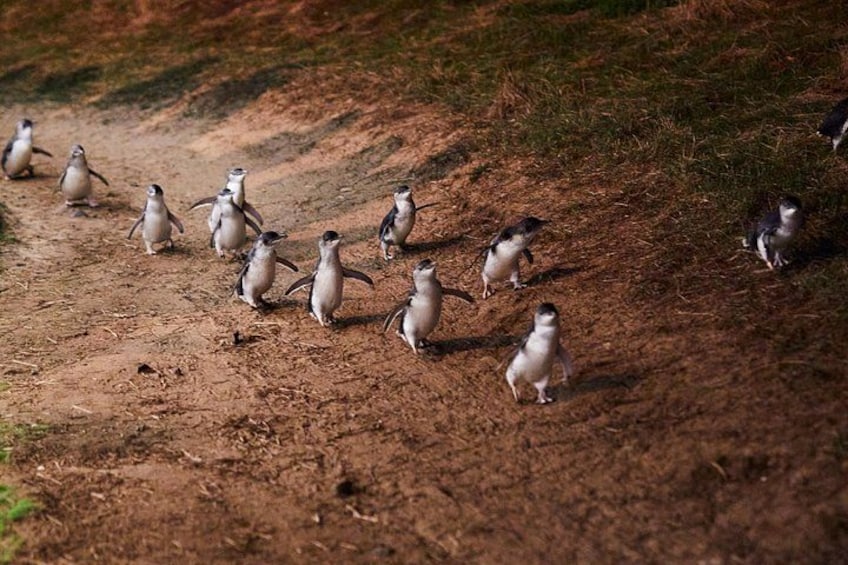 A group of penguins on a dirt path. 1