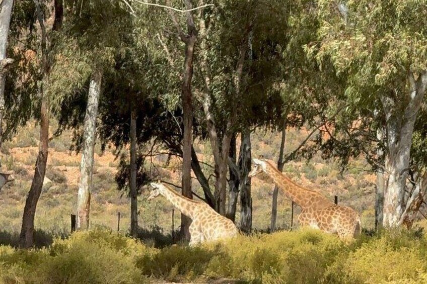 Two giraffes in a natural setting with trees and shrubs. 4