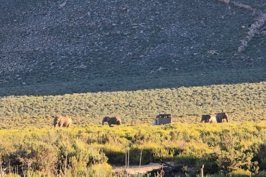 A herd of elephants grazing in a grassy field with a rocky hill in the background. 2