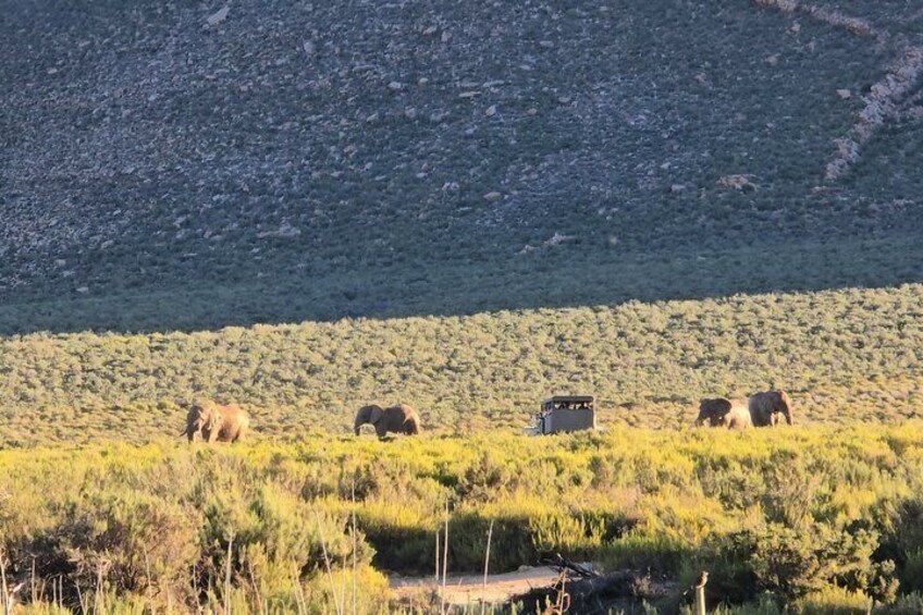 Aquila Big Five Sunset Safari with food and transport 5