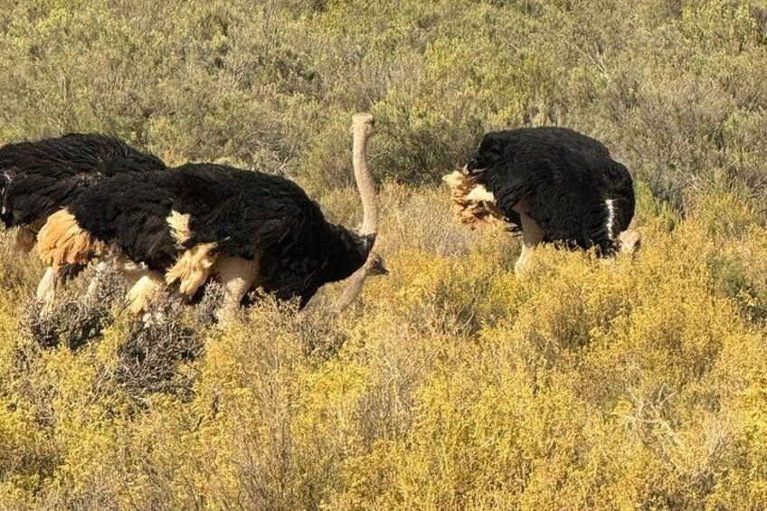 A group of ostriches grazing in a grassy field. 4