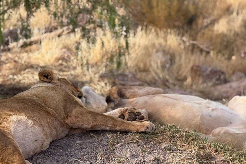 A lion resting on the ground with its head on the back of another lion. 5