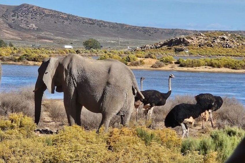 An elephant, three ostriches, and a river in a natural landscape. 2