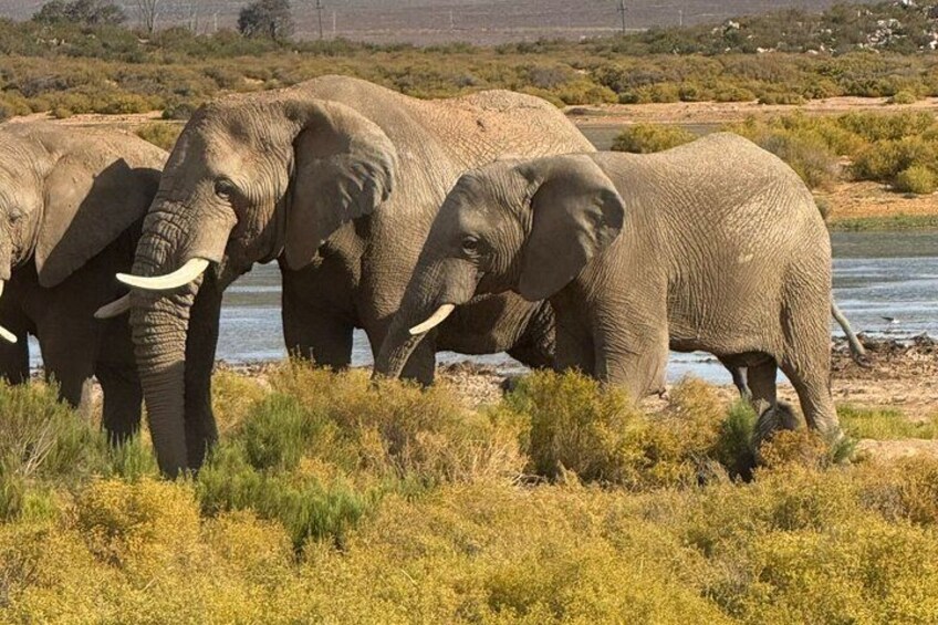 A group of elephants near a water body in a grassy savannah. 2