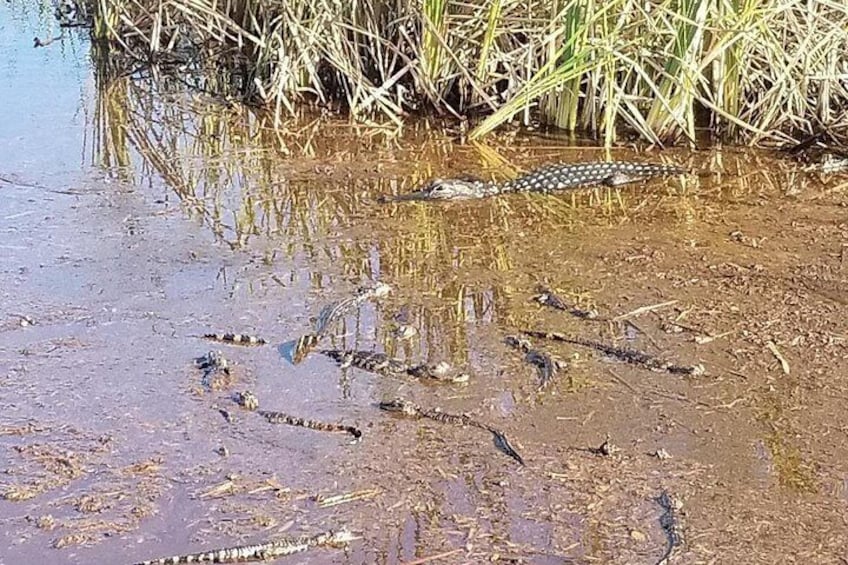 A crocodile in a muddy water body with reeds in the background. 4