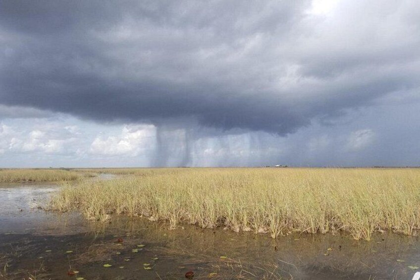 A flooded field with tall grasses and a stormy sky. 2