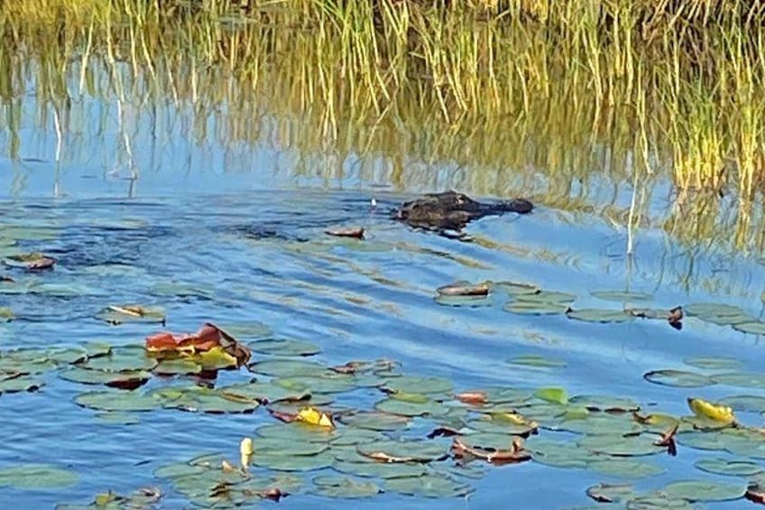 A pond with water lilies and a duck swimming. 4