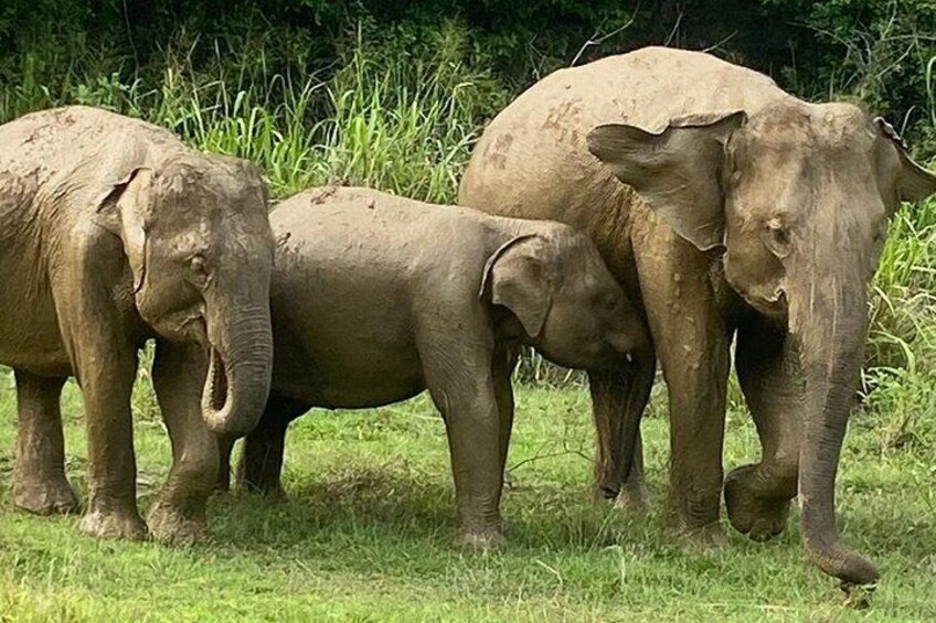 8 Day Sri Lanka Cultural and Coastal Adventure Tour 4