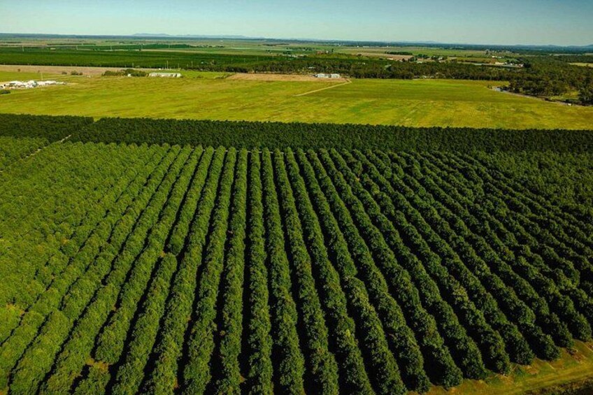 A forested area with rows of trees. 5