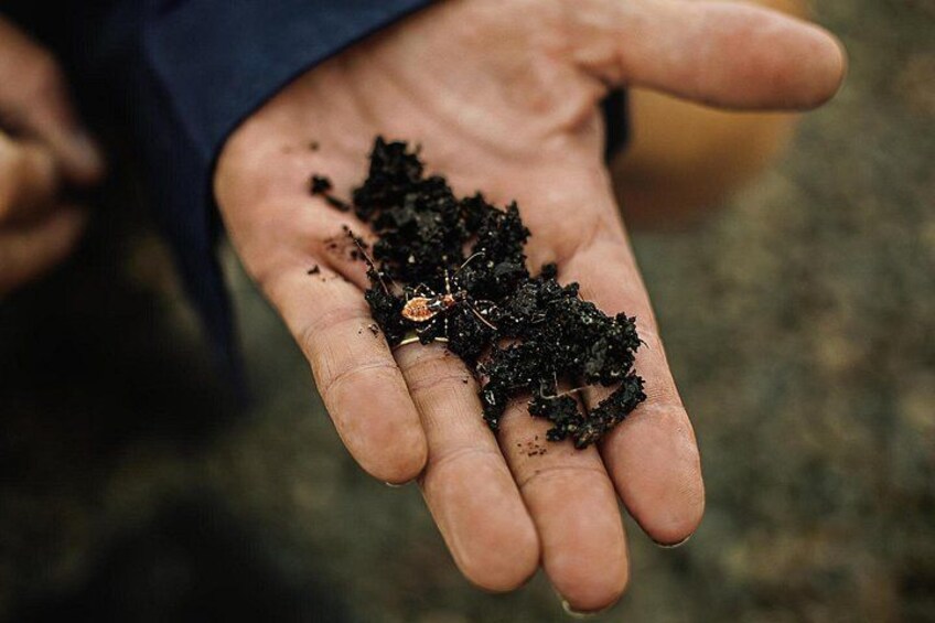A hand holding soil with small insects. 3