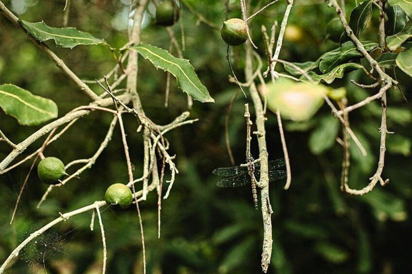 A tree with green leaves and unripe fruits, a dragonfly on a branch, and a spider web. 4