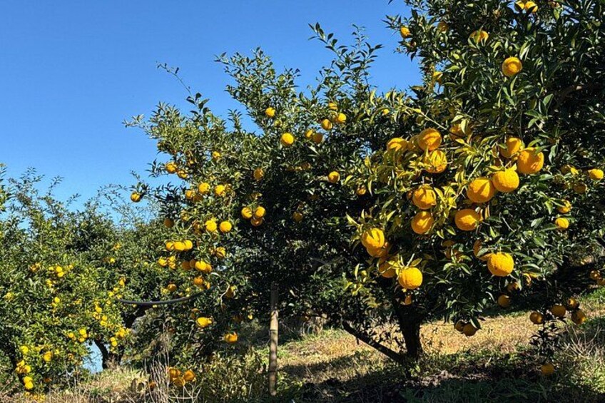 A citrus orchard with trees bearing ripe lemons. 2