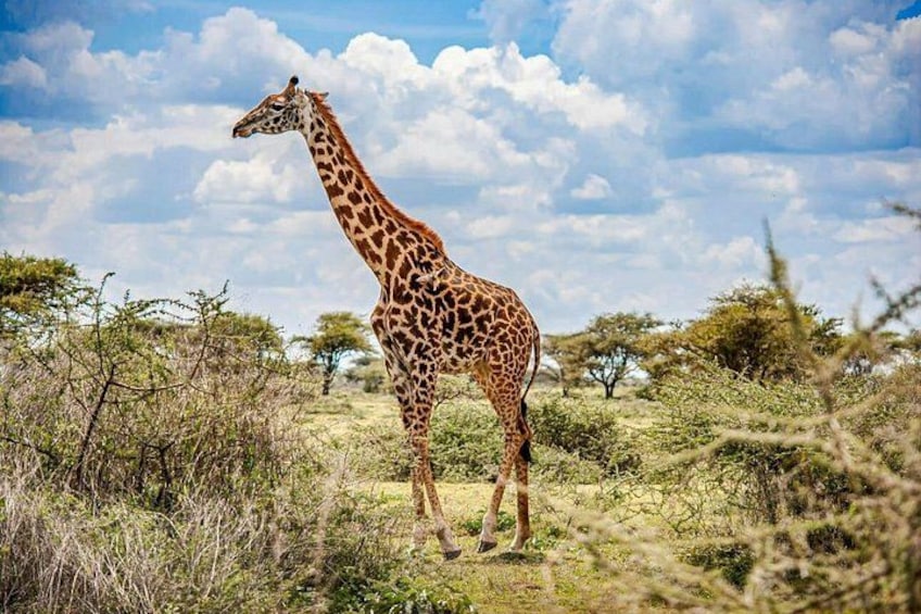 Een giraffe staat op een grasachtige savanne met verspreide bomen en een heldere lucht. 2