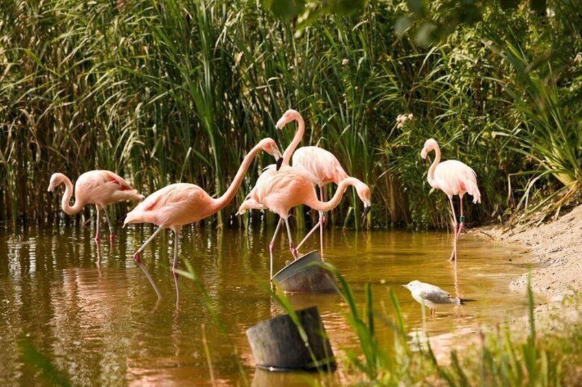 Pink flamingos standing in a shallow water body with green vegetation in the background. 2
