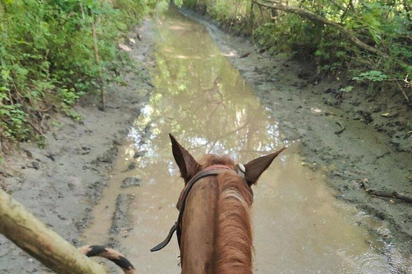 A horse's back and a muddy path. 1