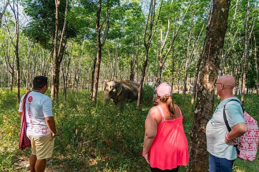 A group of people observing a large elephant in a forested area. 1