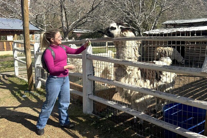 Una persona de pie junto a una cerca, interactuando con una llama. 4