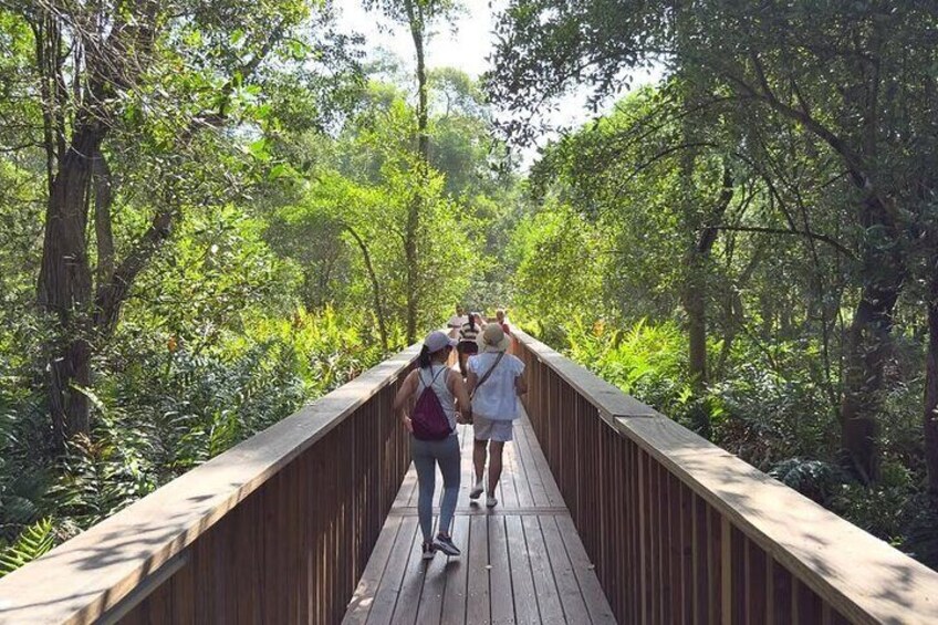 A wooden boardwalk surrounded by dense green foliage. 2