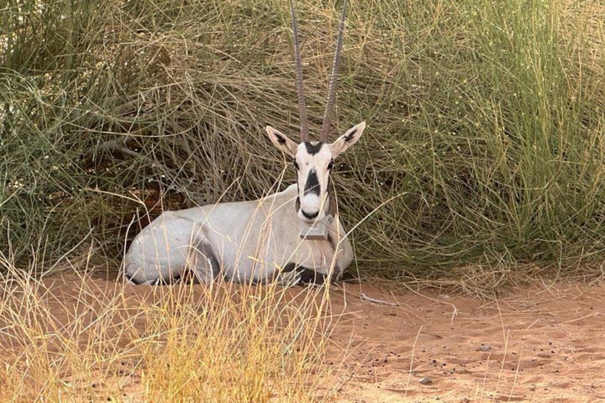 Una gacela descansando en una zona cubierta de hierba, con un matorral denso al fondo. 1