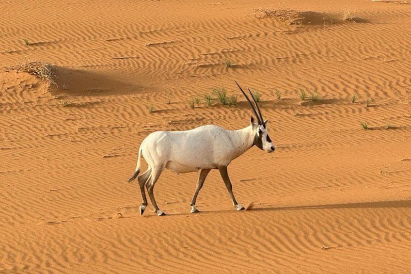 Una antílope blanca de cuernos largos caminando a través de un desierto arenoso. 2