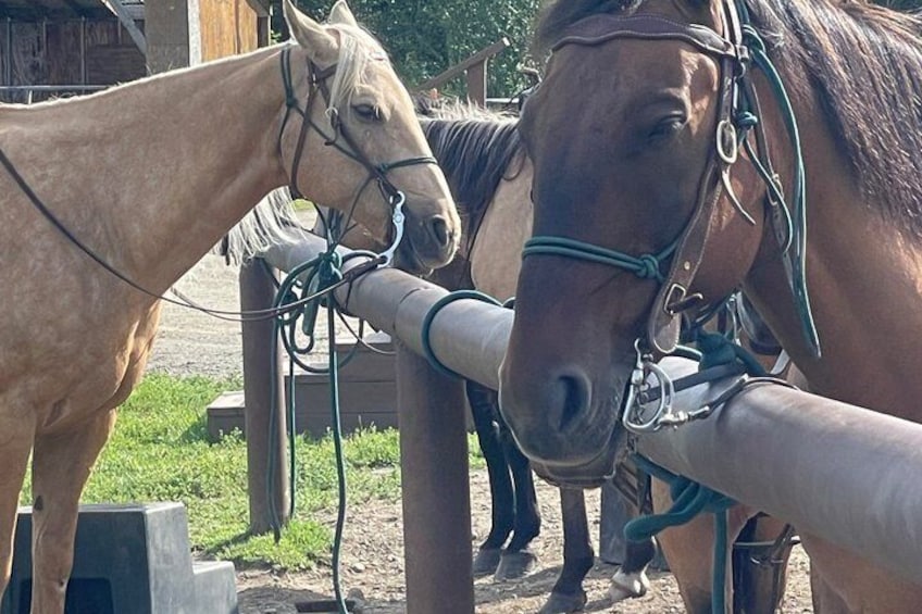Trail Ride and Zipline Adventure Combo 3