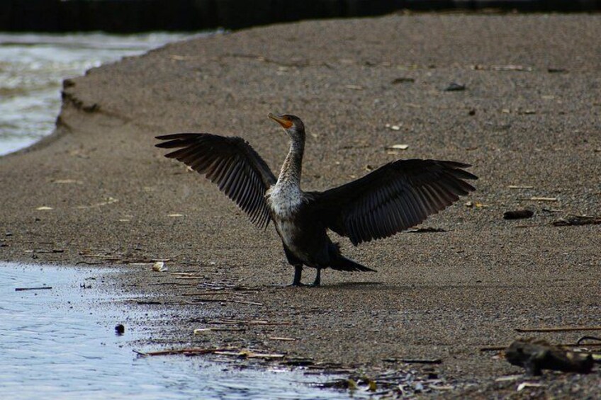 A bird with outstretched wings on a sandy beach near water. 3