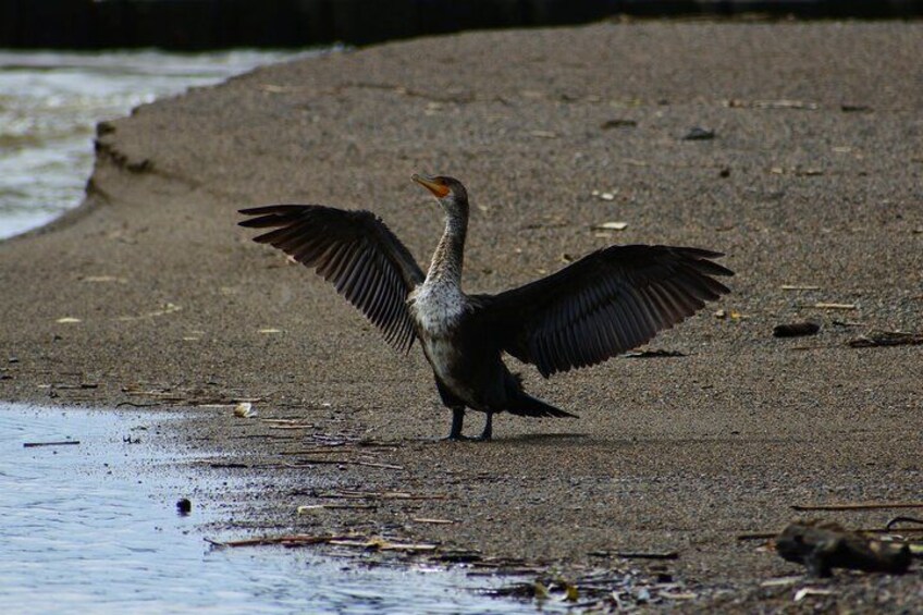 A bird with outstretched wings standing on a sandy beach near water. 2
