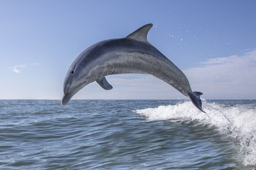 A dolphin leaping out of the water. 3