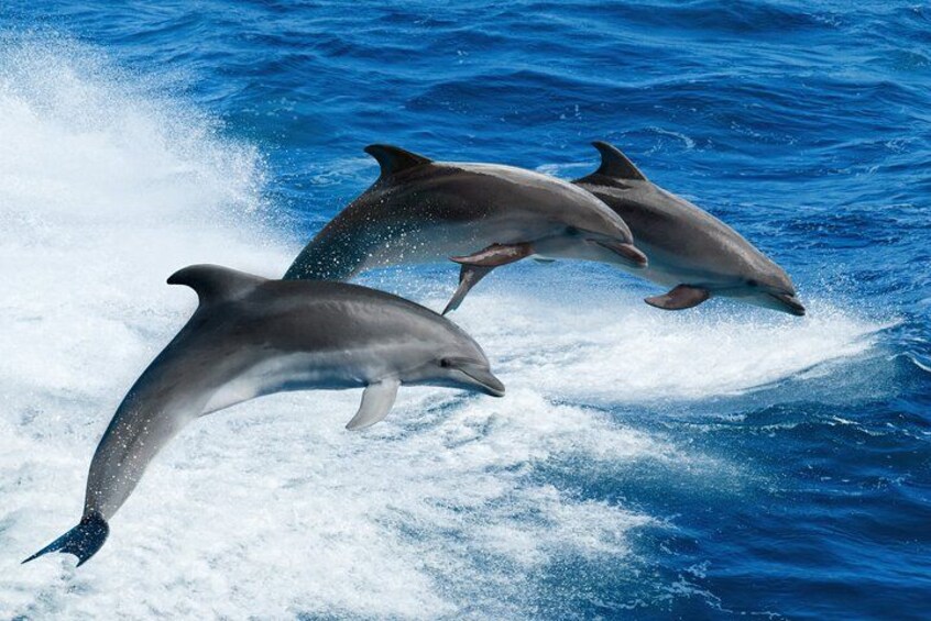 Three dolphins leaping out of the water. 5