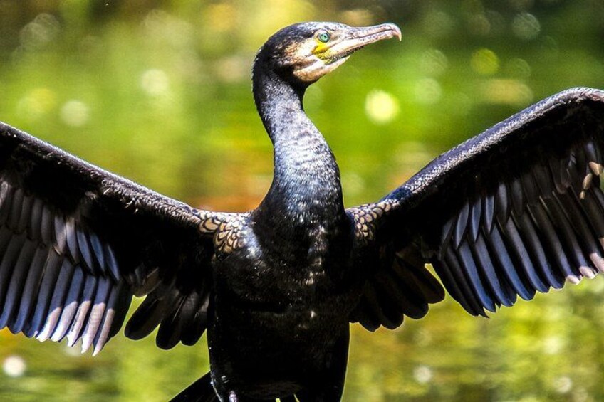 A bird with outstretched wings, possibly a cormorant, in a natural setting with greenery in the background. 4