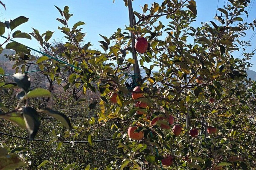 Ein Baum mit roten Äpfeln und grünen Blättern. 3