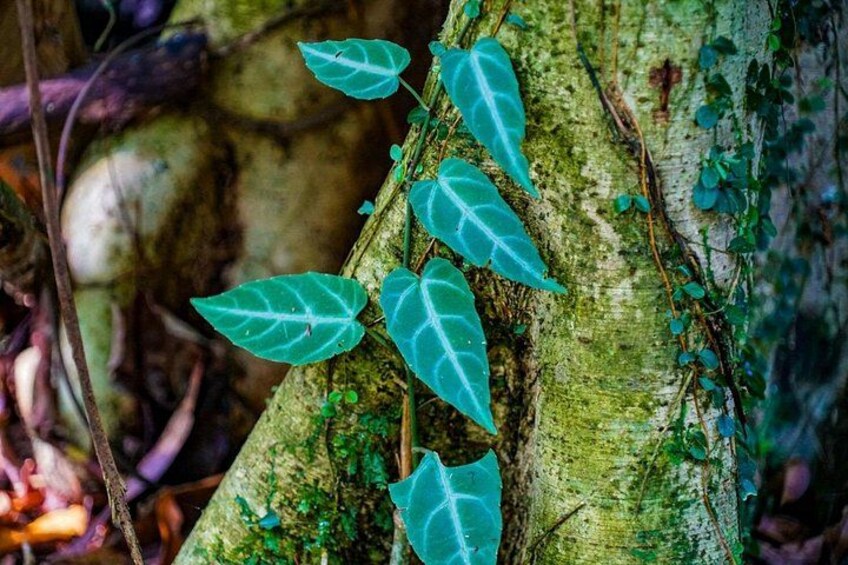 Self Guided Rainforest Hike at Monkey Park 5
