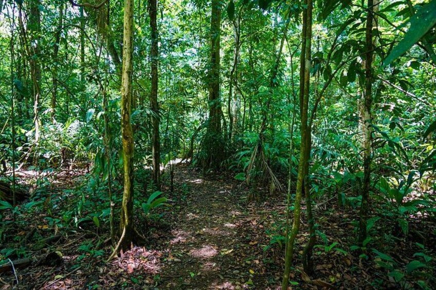 Self Guided Rainforest Hike at Monkey Park 2
