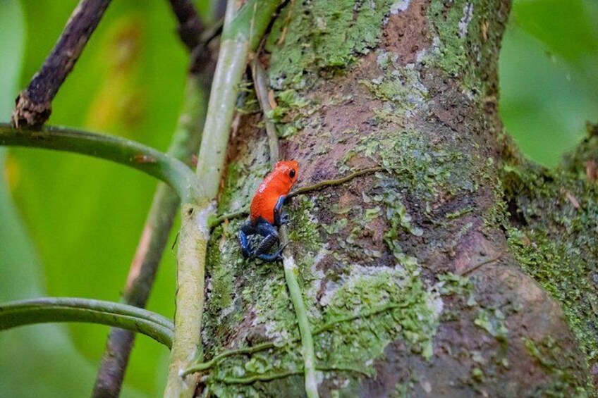 Self Guided Rainforest Hike at Monkey Park 4