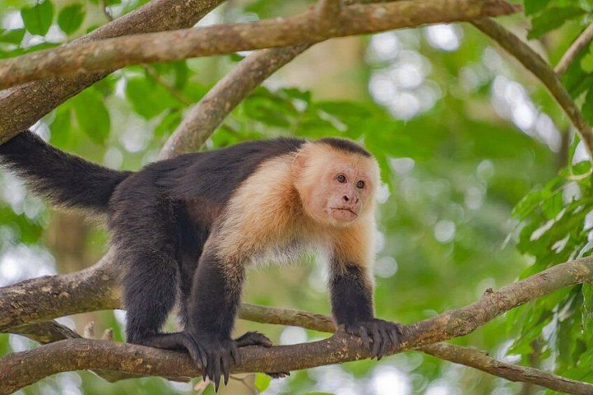 Self Guided Rainforest Hike at Monkey Park 3