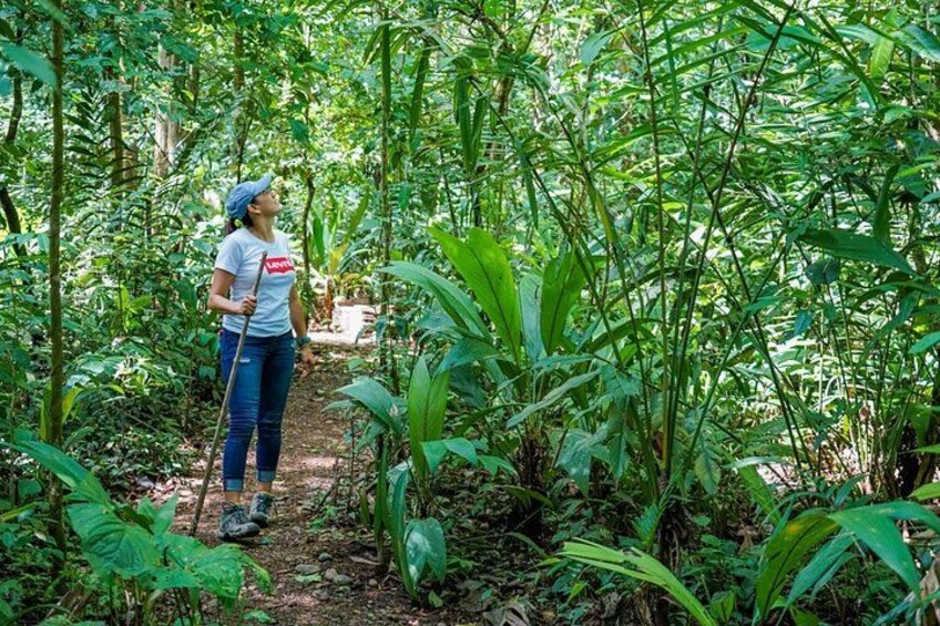 Self Guided Rainforest Hike at Monkey Park 2