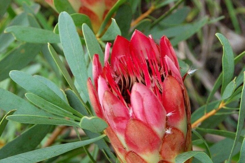 Cape Town Kirstenbosch Botanical Garden Entry Tickets 2