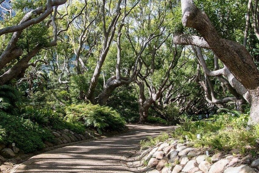 Cape Town Kirstenbosch Botanical Garden Entry Tickets 4