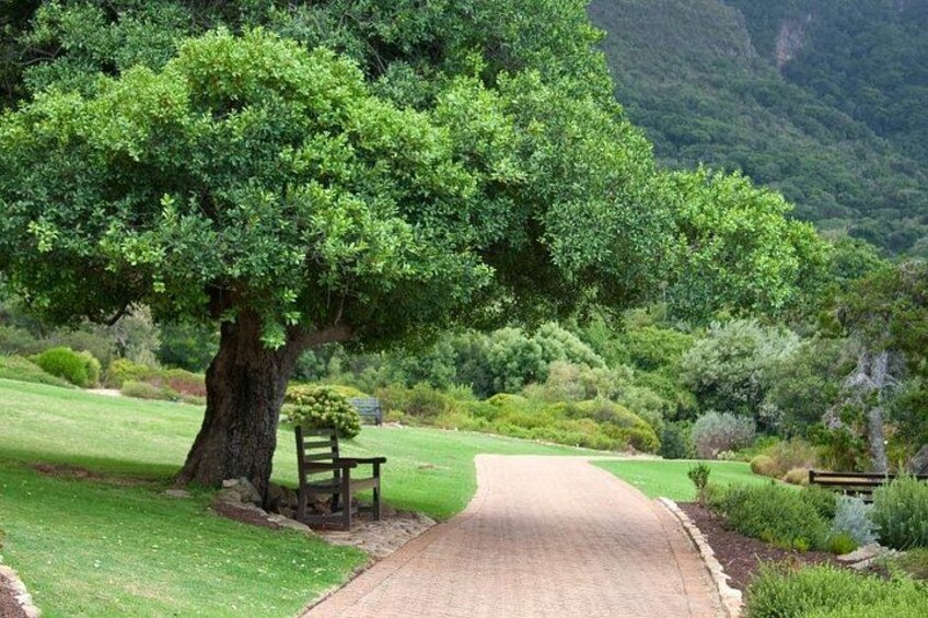 Cape Town Kirstenbosch Botanical Garden Entry Tickets 3