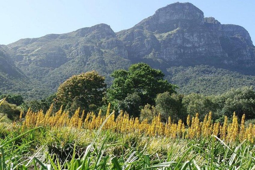 Cape Town Kirstenbosch Botanical Garden Entry Tickets 1