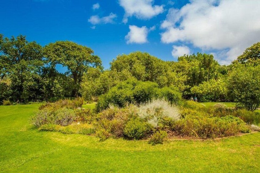 Cape Town Kirstenbosch Botanical Garden Entry Tickets 5