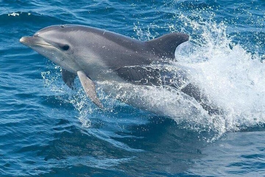 A dolphin leaping out of the water. 1