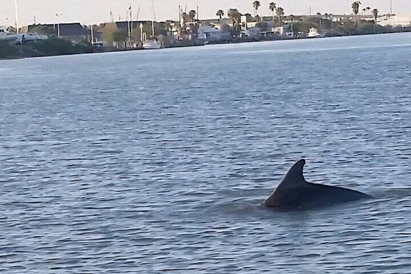 A dolphin swimming in calm water with a coastal town in the background. 1