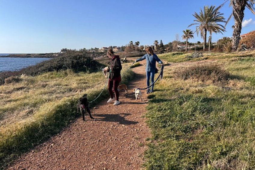 A coastal path with people walking dogs, palm trees, and a clear sky. 2