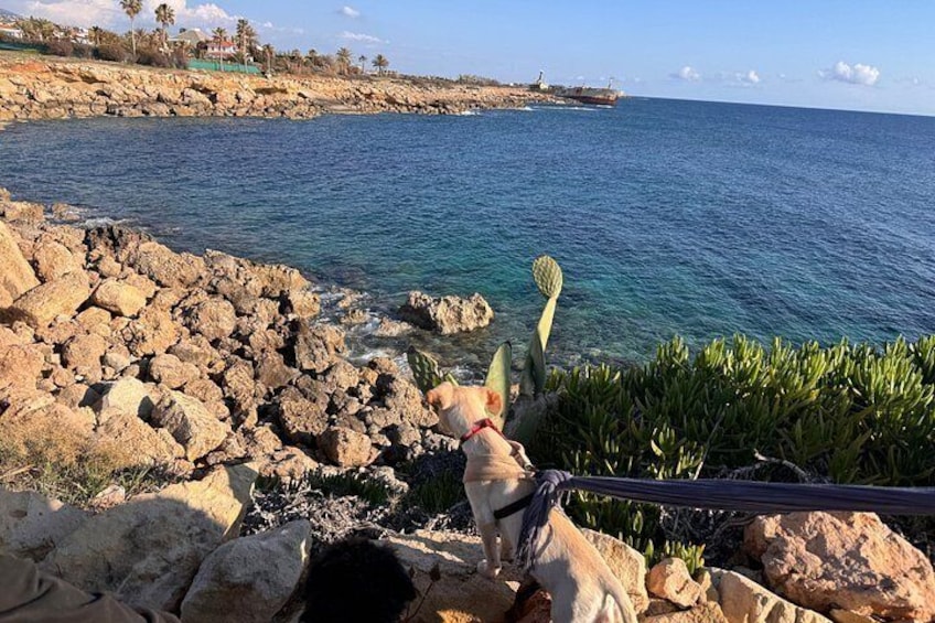 A rocky coastline with a dog on a leash, a cactus, and a clear blue sea. 5