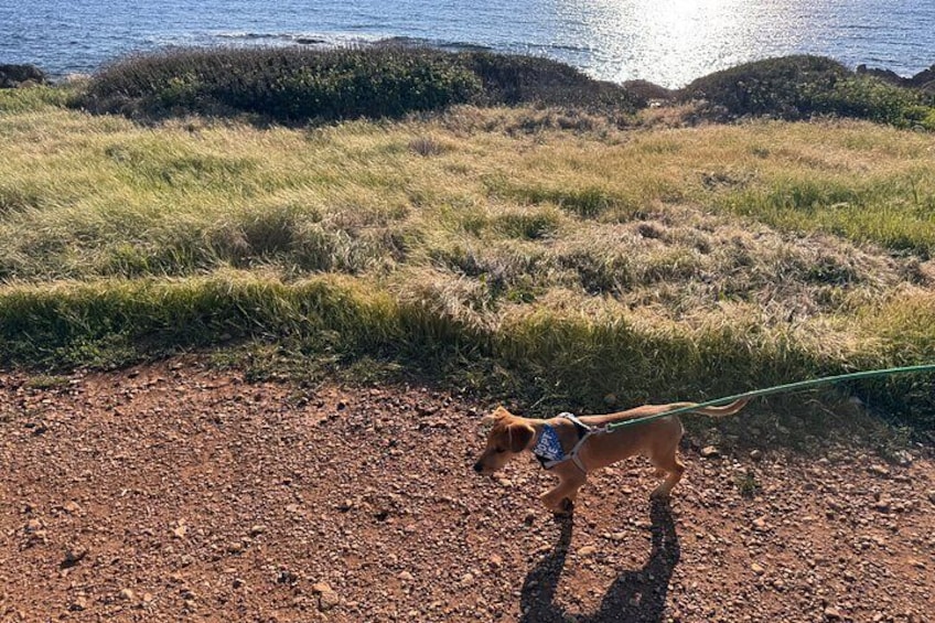 A dog on a leash walking on a dirt path with grass and shrubs, near a body of water. 2